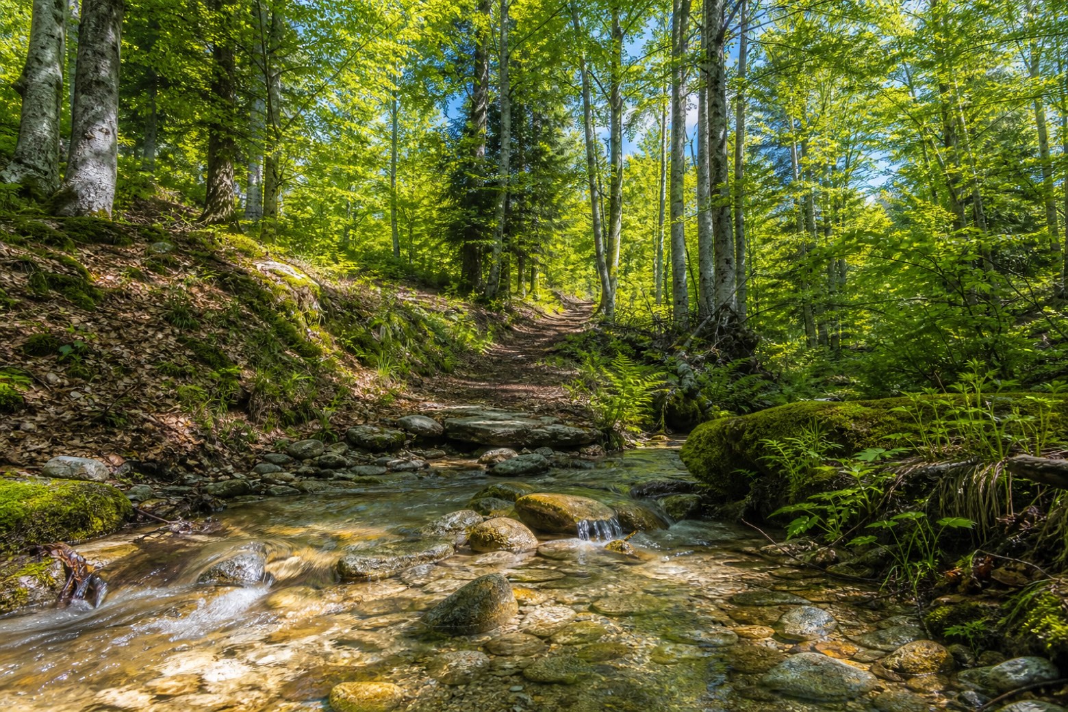 Passo della Limina → Croce Ferrata — Sentiero del Brigante